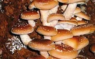 Шиитаке-3776 / Императорский