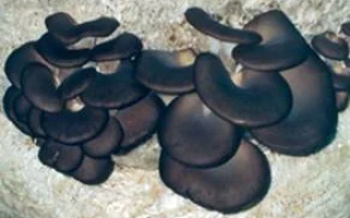 Вешенка Китайский черный