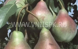 Сорт груши Аллегро на ветке