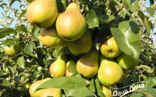 Спелые груши сорта Амурская Ранняя на ветке дерева