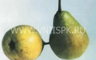 Дві груші сорту Янтарна на білому фоні - Бурштинова
