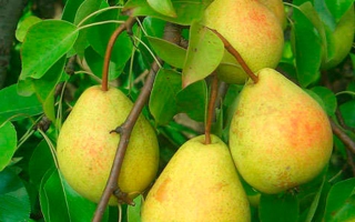 Спелые груши на ветке дерева - Яскрава