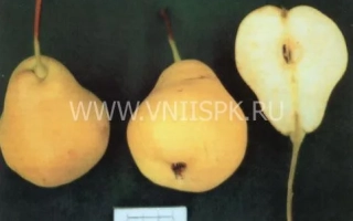 Три спелых груши сорта Астраханская ранняя, одна разрезана пополам, на темном фоне