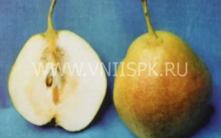 Разрезанная и целая груша на синем фоне - Августинка