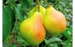 Спелые груши на ветке с листьями - БАНАНОВАЯ