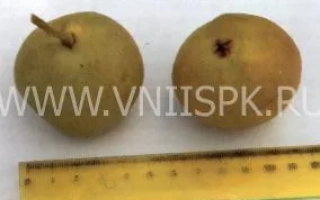 Два плода груши Башкирская летняя рядом с линейкой