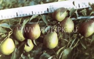 Спелые груши на ветке с линейкой для измерения размера - Башкирская осенняя