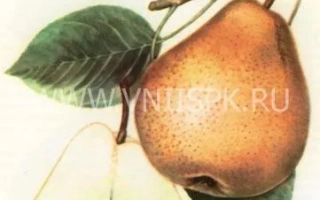 Иллюстрация груши с листом и разрезом плода - Бере Диль