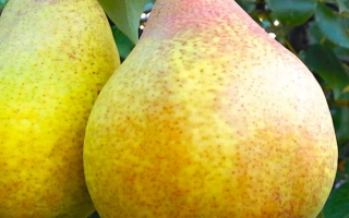 Бере киевская