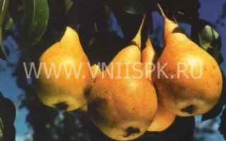 Спелые груши Bere Oktyabrya на ветке - Бере Октября