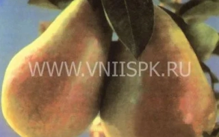 Груша Бере ранняя Мореттини на ветке