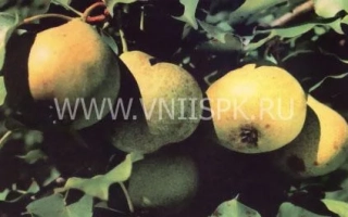 Груши Бере зимняя Мичурина на ветке