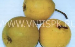 Три жёлтых груши на белом фоне - Бережёная (Бере жёлтая улучшенная, Бере жёлтая)