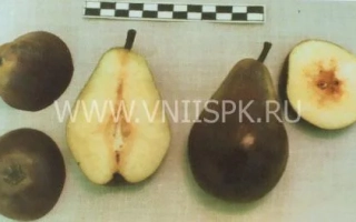 Сорт груши Бирюзовая на фоне с эталонной шкалой