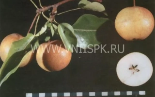 Спелая груша сорта Бронзовая на ветке с разрезом плода