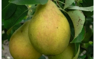 Чернивчанка