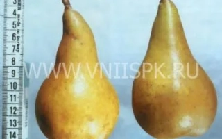 Два плоди груші Чорноморська амбер на фоні лінійки - Груша