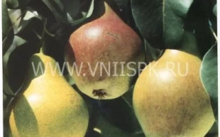 Дебютантка