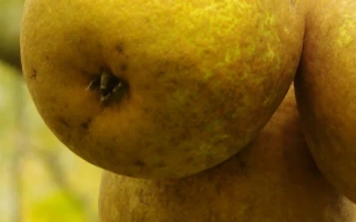 Спелые плоды груши Деканка краснокутская на ветке