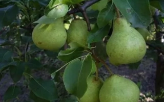 Спелые плоды груши Деканка зимняя на ветке