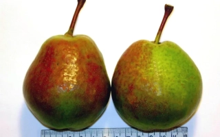 Два плода груши Эльбрусская рядом с линейкой