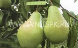 Баннер сайту з зображенням груш на гілці - Феєрія