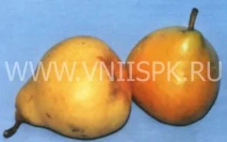 Два зрілих груші на синьому фоні - Лютий (Імунний)