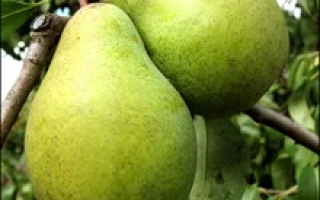 Городищенская