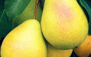 Спелые груши на ветке - Гранд Чемпион