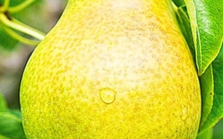 Християнка