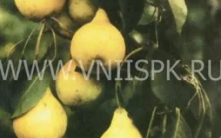 Июльская ранняя