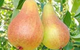 Июньская Ранняя