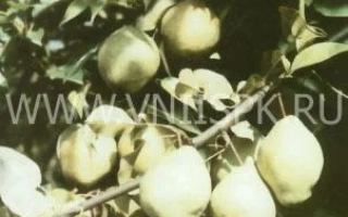 Киффер (Сеянец Киффера)