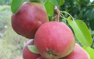 Красные груши КРАСА ЖИГУЛЕЙ на ветке