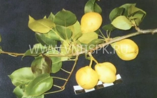 Красноярская крупная