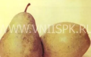 Кубанская поздняя