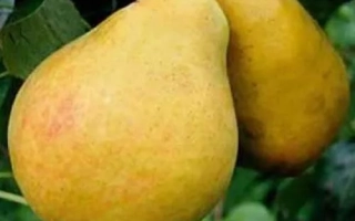 Львивский сувенир