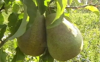 Спелые груши на ветке - Малевчанка