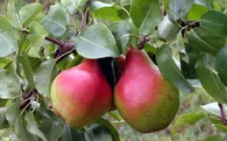 Надежда Степи