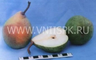 Нальчикская Костыка (Нальчикская осенняя)