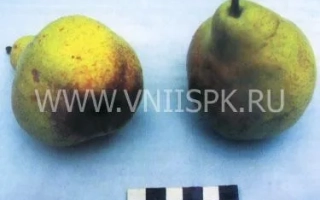 Два плода груши на синем фоне с водяным знаком VNIISPK.RU - Нектарная