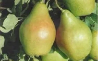 Ноябрьская Молдавии