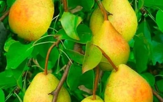 Новинка млиивская