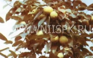 Оленёк (Золушка)