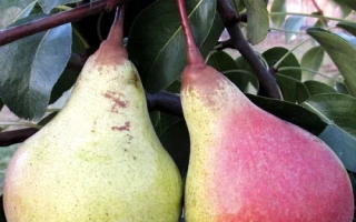 Основянская