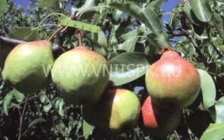 Памяти Яковлева