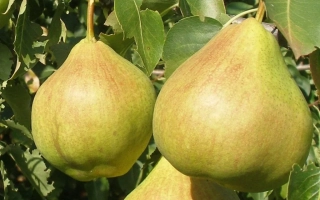 Два спелых груши Пермячка висят на ветке среди зелени.