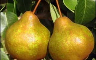 Платоновская	