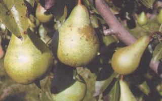 Приднестрянка