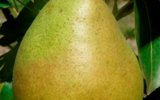 Спелая груша сорта Самородок на ветке